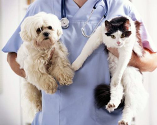 Dr Rajat Pet Care Clinic In Jalandhar | Veterinary Doctor | Pet Shop