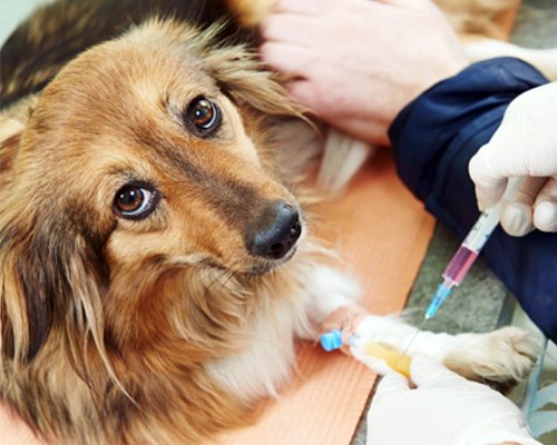 Dr Rajat Pet Care Clinic In Jalandhar | Veterinary Doctor | Pet Shop