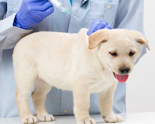 Dr Rajat Pet Care Clinic In Jalandhar | Veterinary Doctor | Pet Shop Dr Rajat Pet Care Clinic In Jalandhar | Veterinary Doctor | Pet Shop